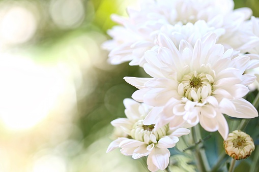 The close up shot of the beautiful white chrysanthemum flowers.