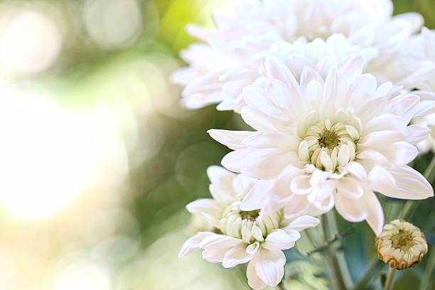 White Chrysanthemum stock photo