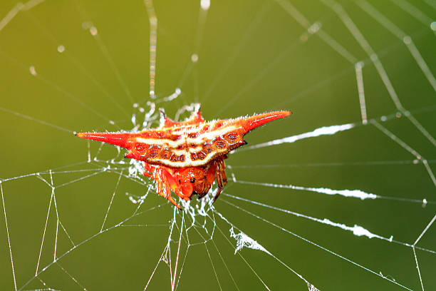 gasteracantha - spinybacked zdjęcia i obrazy z banku zdjęć