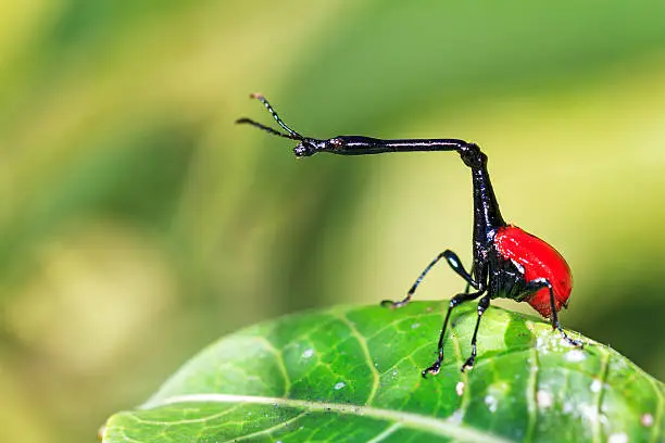 The giraffe weevil (Trachelophorus giraffa) in Andasibe Mantadia National Park, Madagascar