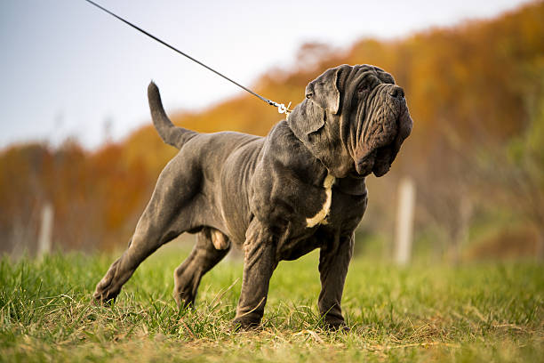 Mastino Napoletano Puppy, Stock Photo, Picture And Rights Managed