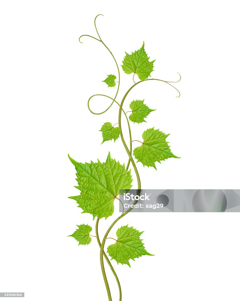 grape leaves Vine - Plant Stock Photo