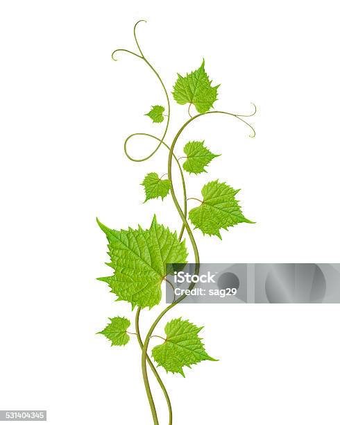 Grape Leaves Stock Photo - Download Image Now - Vine - Plant, Plant, Cut Out