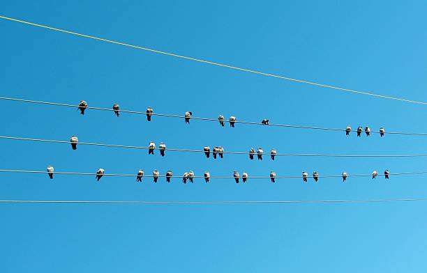 piccioni di linee di alimentazione in una giornata di sole - bird animal flock of birds number 6 foto e immagini stock