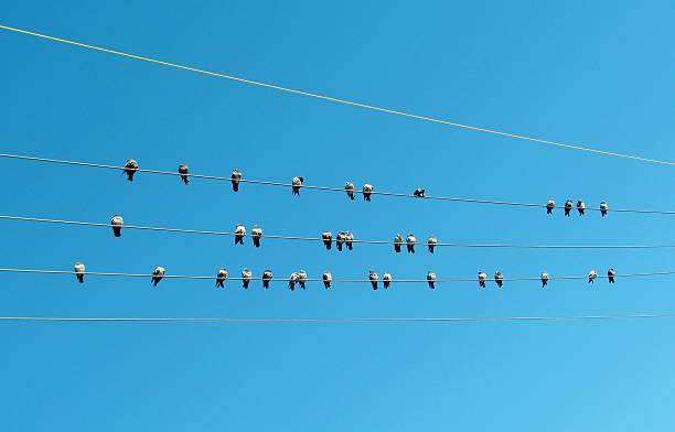 gołębie na moc linii w słoneczny dzień - bird animal flock of birds number 6 zdjęcia i obrazy z banku zdjęć