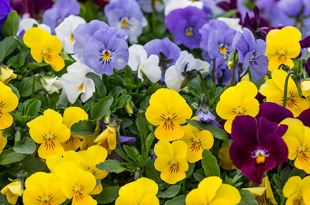 istock Multicolored pansies flowerbed 531407126