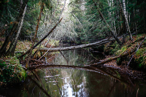 istock Fallen birch leaans on a river in Northern Finland 531408116