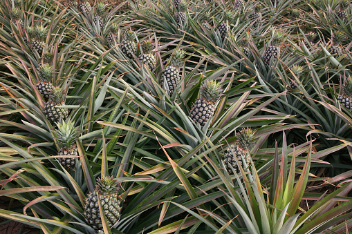 Pineapple at farm ready to harvest