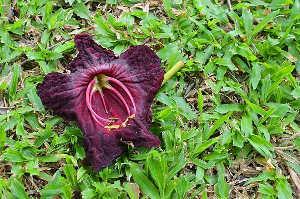 istock Flower plant garden 531409784