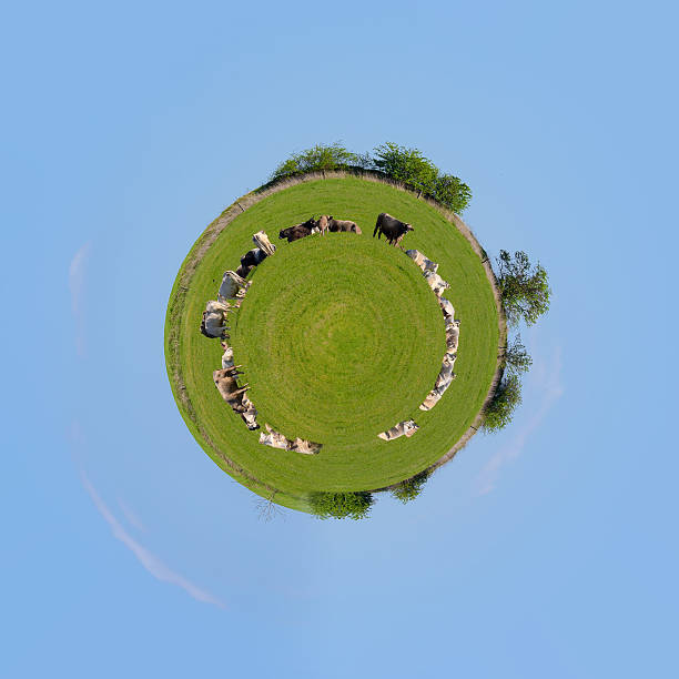 istock Herd of cows at spring green field 531410032