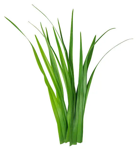 Photo of Blade of grass isolated on white