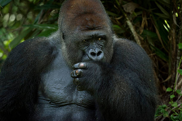 Silverback Gorillas Gesture stock photo