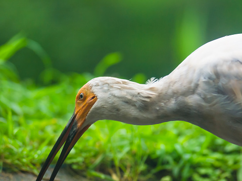 Great White Egret at the only breeding colony in NZ.