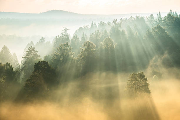 rays of the sun breaking through the fog in National Park Deer Springs