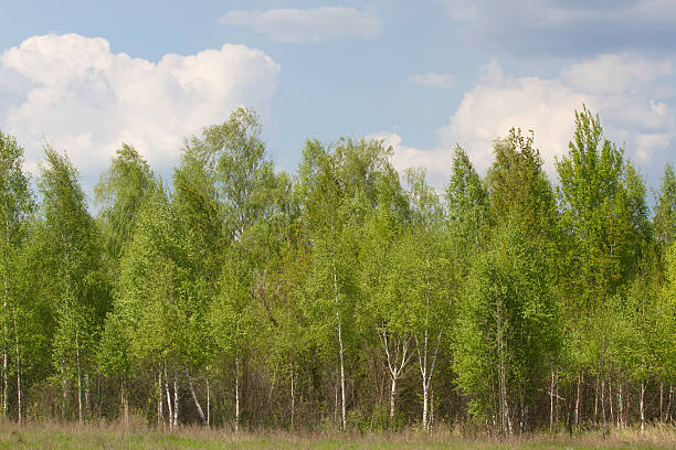 istock Birch grove on border with Belarus and Russia. Located in 531412244