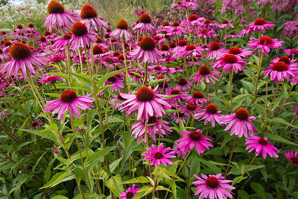 Pink Echinacea flowers on green nature background close up stock photo