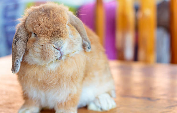 Holland lop rabbit Holland lop rabbit sitting on wood floor fluffy rabbit stock pictures, royalty-free photos & images