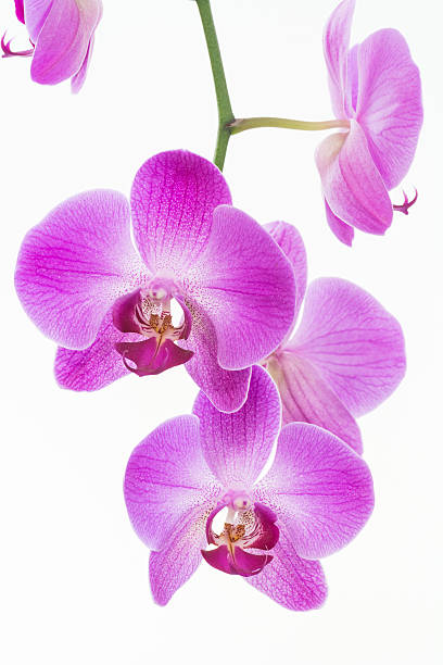 istock Purple Moth orchids close up 531412711