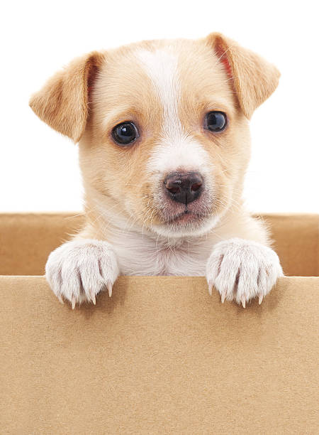 istock Brown puppy in a box. 531412934