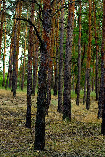 natura - хвоя foto e immagini stock