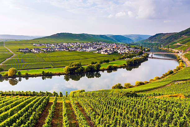 有名なモゼル sinuosity 、ブドウ園 - german culture germany vineyard village ストックフォトと画像