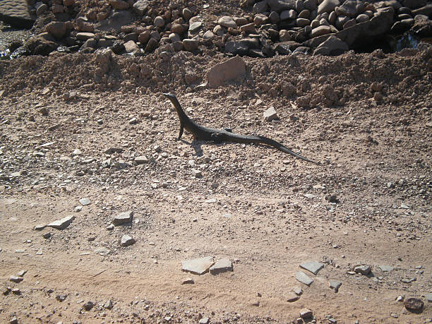 lizard nos arredores da mitchell cai, austrália ocidental - lizard landscape desert australia - fotografias e filmes do acervo