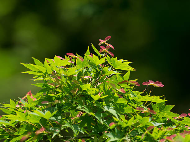 rot art und flügel des ahorn im frühsommer - maple keys seed maple tree red stock-fotos und bilder