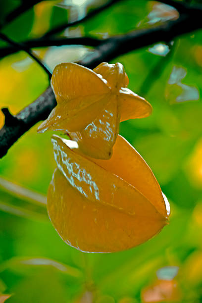 Star fruit, Carambola, Averrhoa carambola, Miao, Arunachal Pradesh, India