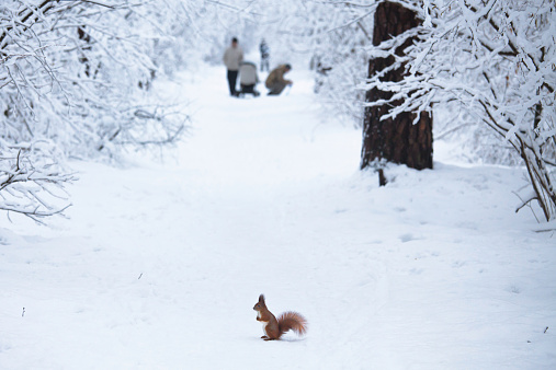 Squirrel sits on the snow covered path among the trees