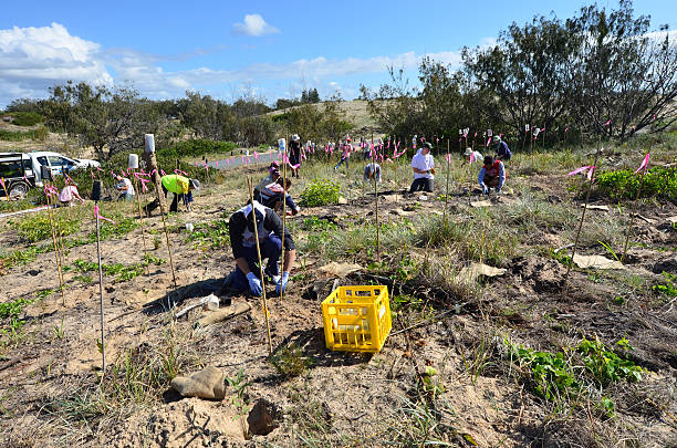 Gold Coast, Australia - September 28, 2014: Volunteers planting plants to encourage dune restoration in Gold Coast, Australia. In 1967 a series of 11 cyclones removed most of the sand from Gold Coast beaches since then beach replenishment is in progress.