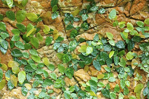 istock Plants grow on the rock 531415471