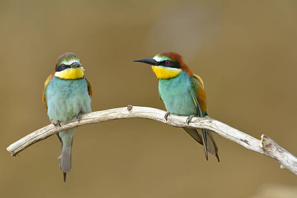 istock European bee-eater (Merops Apiaster) outdoor 531416171