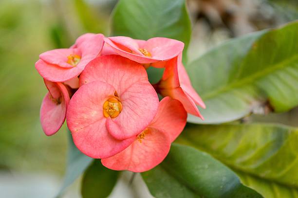 istock pink Euphorbia flower 531416801