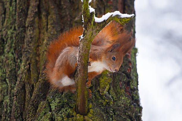 istock Red squirrel sits on the tree and looks down 531416903