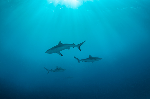 A group of sharks in Truk Lagoon