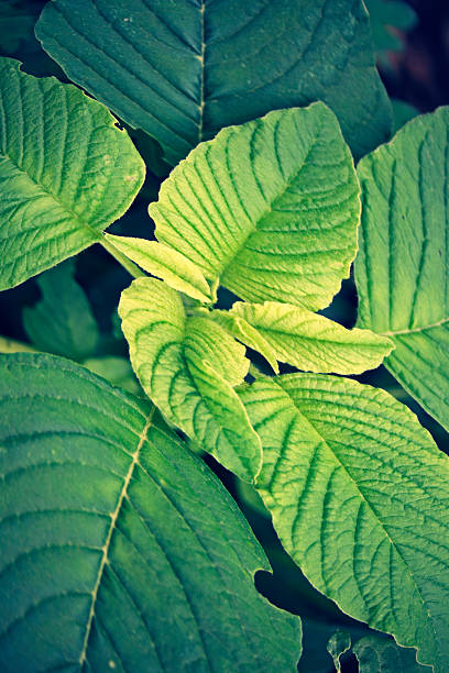 amarante cruentus - amaranthus cruentus photos et images de collection