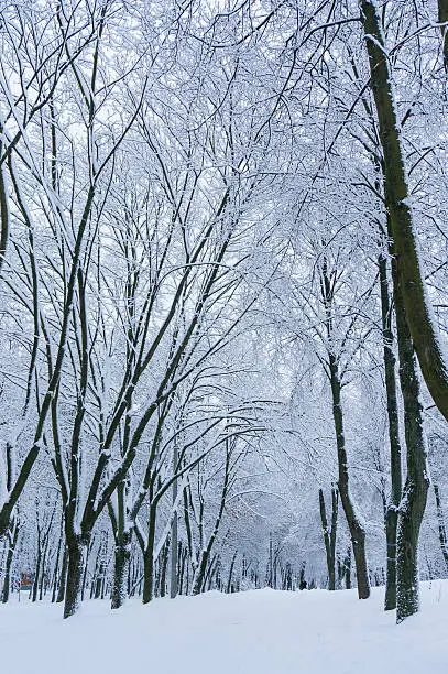 Fabulous winter background with snowbound alley