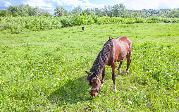 istock brown horse on meadow 531417440
