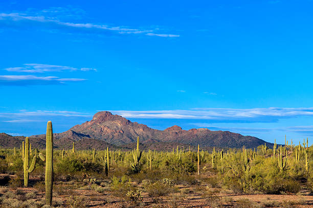 arizona do deserto de sonora pelo anoitecer - sahuaro imagens e fotografias de stock