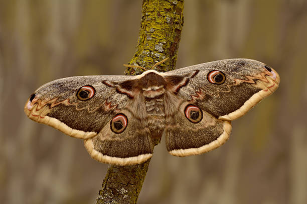 Female of Giant Peacock Moth (Saturnia pyri) on a branch stock photo