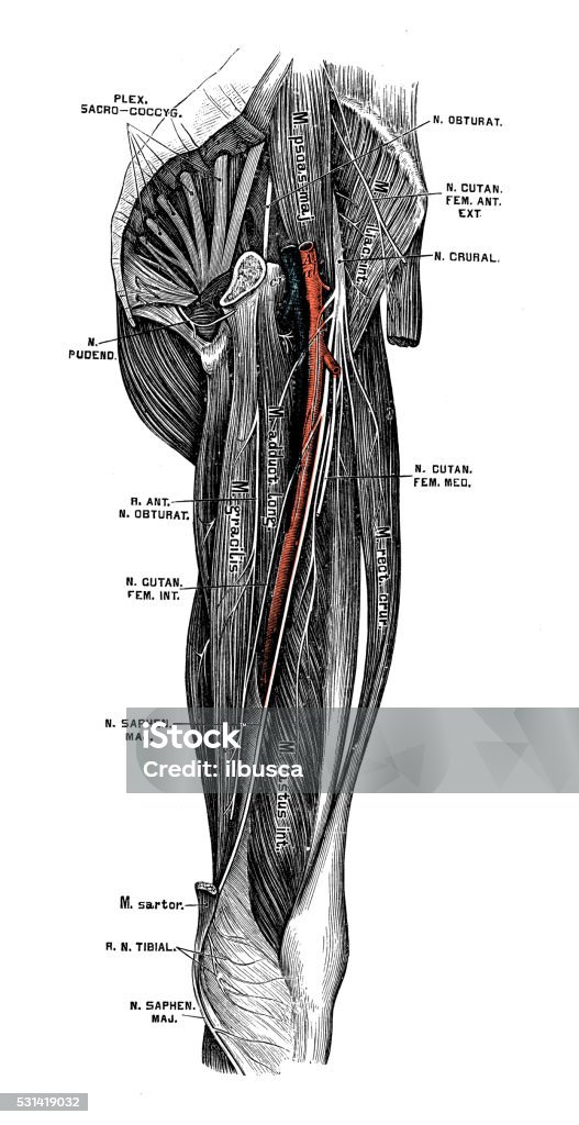 Human anatomy scientific illustrations: Femoral nerve Human anatomy scientific illustrations with latin/italian labels: Femoral nerve Femoral Nerve stock illustration