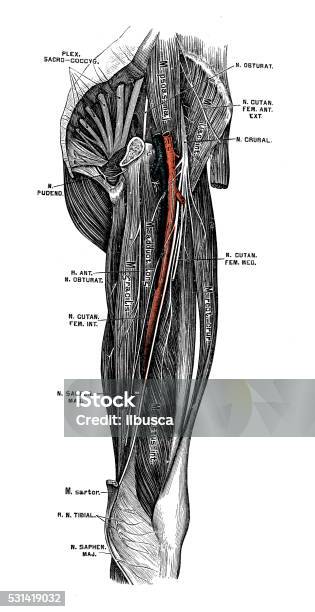 Human Anatomy Scientific Illustrations Femoral Nerve Stock Illustration - Download Image Now