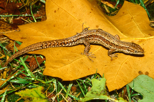 The common lizard is present in almost all regions with sandy soils  and loess soils in the south of Limburg, so in the eastern part of the Netherlands (Pleistocene).