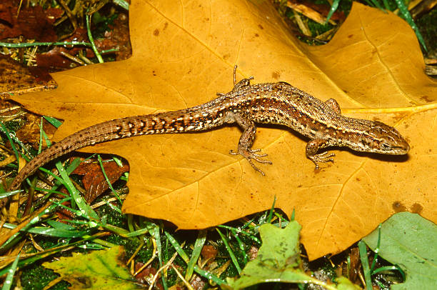 żyworodna (wspólne) jaszczurka (lacerta viviparus) mężczyzna - grass area flash zdjęcia i obrazy z banku zdjęć