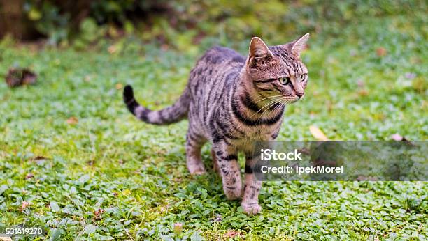 Cat Walking On Green Grass Stock Photo - Download Image Now - Agricultural Field, Animal, Animal Body Part