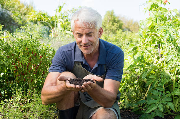 Senior man holding soil Farmer looking at the soil in hands. Farmer examining soil in vegetable garden. Senior hand holding soil. topsoil stock pictures, royalty-free photos & images