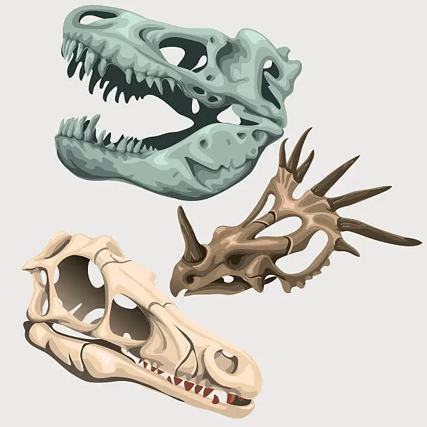 Vector illustration of Three skulls of ancient large animals