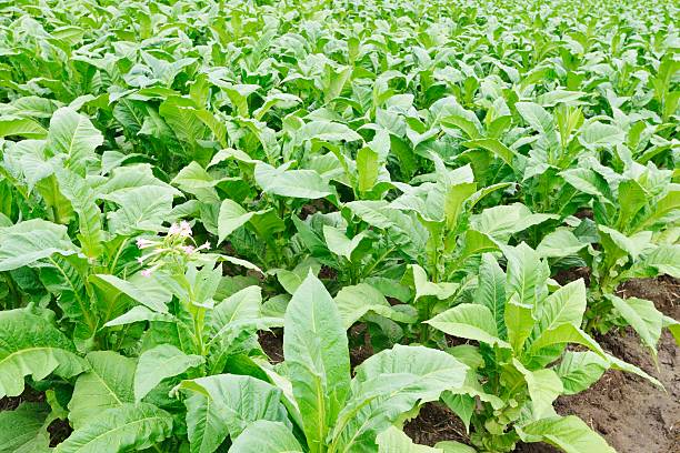 istock Fresh Green Tobacco Leaves 531422004