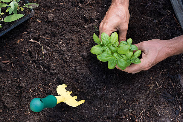 Man planting basil Top view of close up hands of a man planting basil. High angle view of hands of a senior man working in the garden with plant and gardening tools. growing basil stock pictures, royalty-free photos & images
