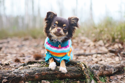 Young Chihuahua dog in a knitted sweater lying down on a tree roots at springtime